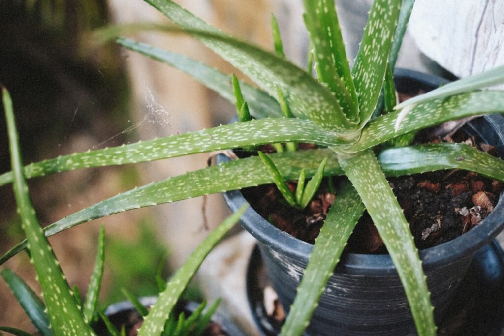 aloe vera u saksiji
