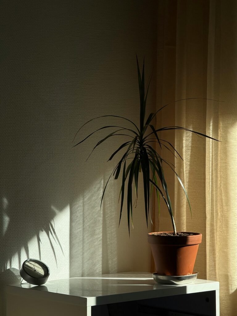 dracena kao sobna biljka