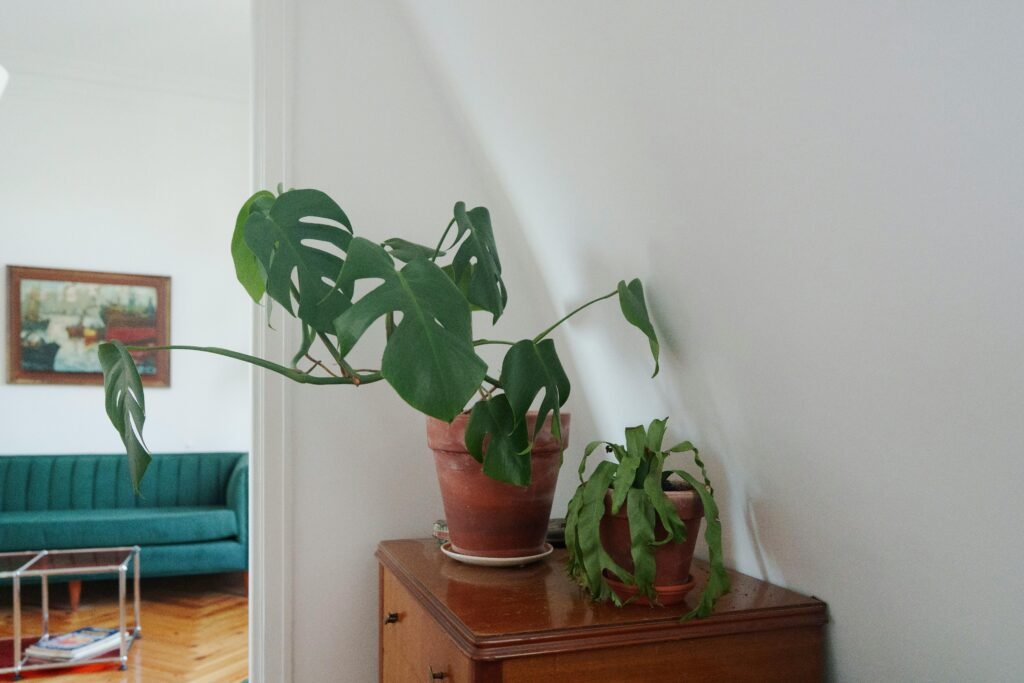 monstera u dnevnom boravku