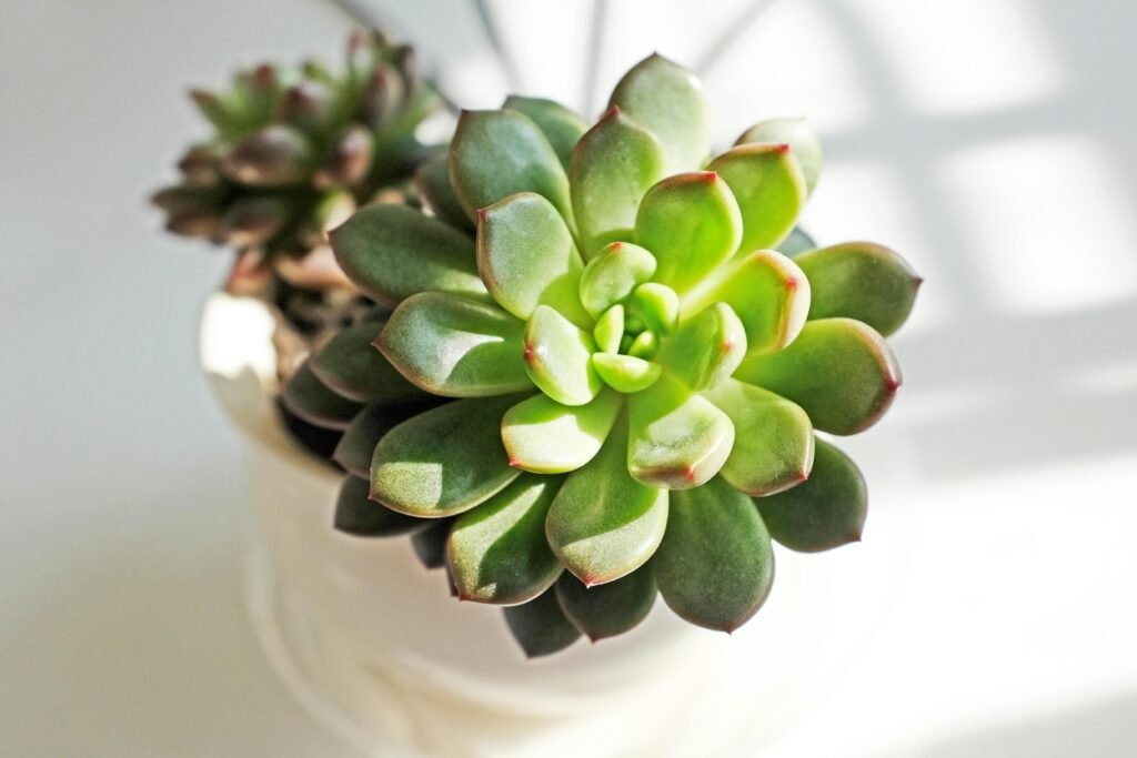 succulent minimal decor